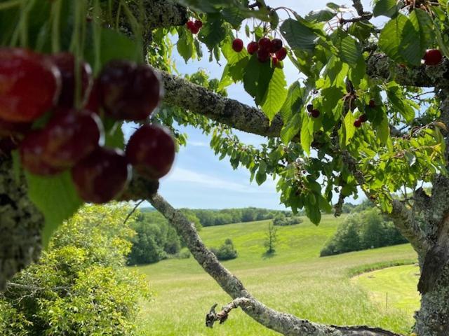 Domaine De Cazal - Gite 2 Pers Avec Piscine Au Coeur De 26 Hectares De Nature Preservee Saint-Cyprien  Eksteriør billede