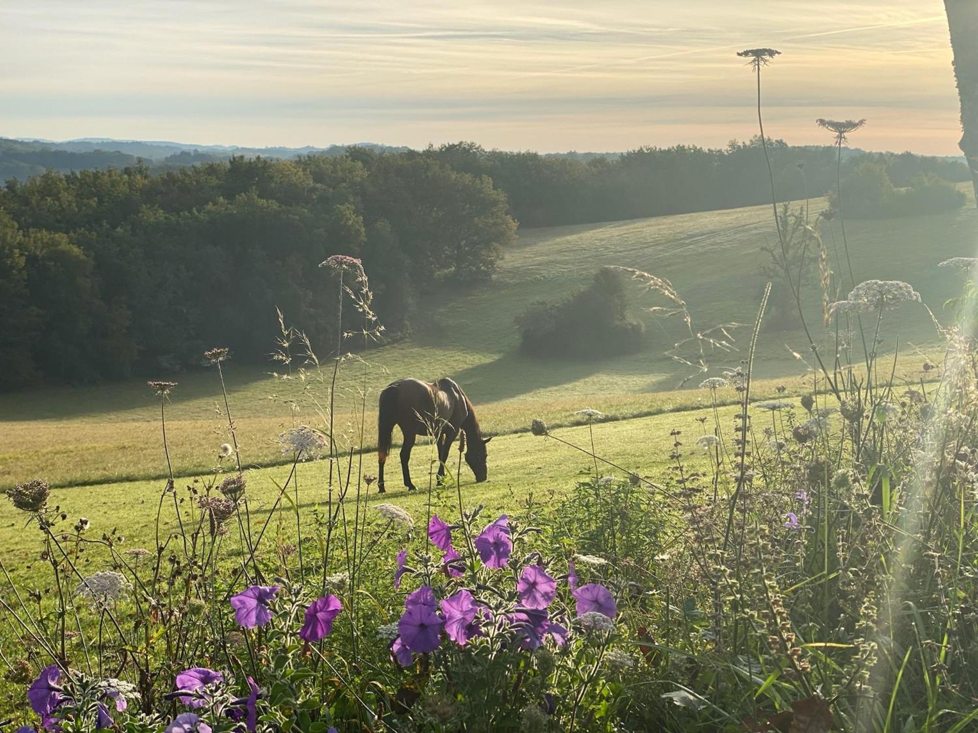 Domaine De Cazal - Gite 2 Pers Avec Piscine Au Coeur De 26 Hectares De Nature Preservee Saint-Cyprien  Eksteriør billede
