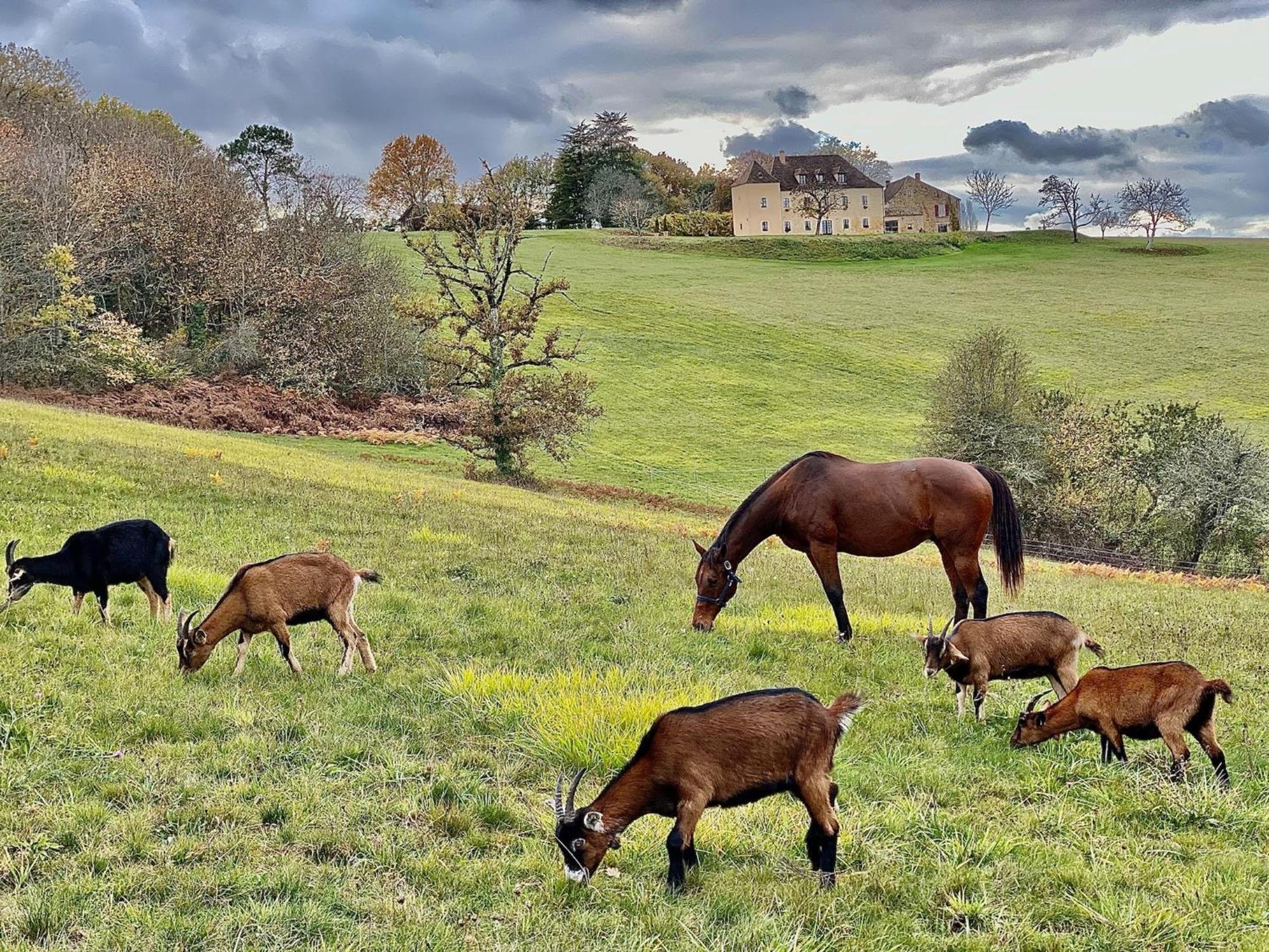 Domaine De Cazal - Gite 2 Pers Avec Piscine Au Coeur De 26 Hectares De Nature Preservee Saint-Cyprien  Eksteriør billede